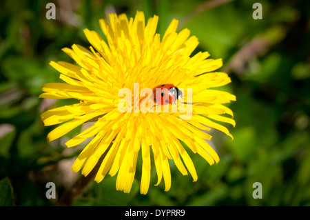 Marienkäfer auf Löwenzahn Stockfoto