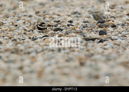 Flussregenpfeifer Regenpfeifer, lateinischen Namen Charadrius Hiaticula, sitzt unter zerbrochene Muscheln bei seinem nest Stockfoto