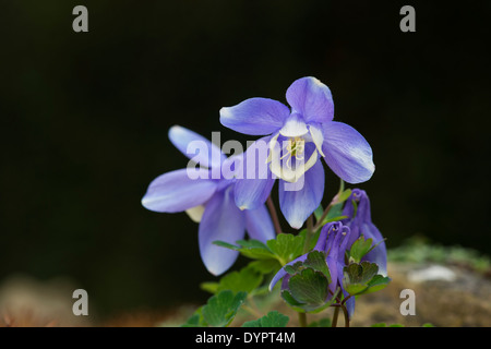 Aquilegia Flabellata Pumila. Zwerg fächerförmigen Columbine Stockfoto