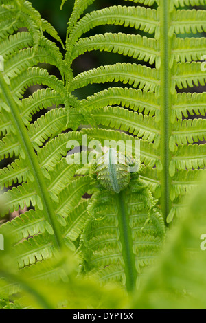 Entstanden Filix Femina. Lady Farn unfurling im Frühjahr Stockfoto