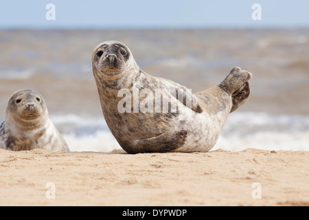 Versiegeln Sie sitzen am Strand von Horsey, Norfolk, England. Stockfoto