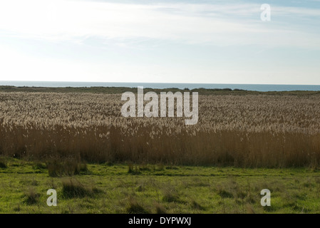 Gemeinsamen Schilf Phragmites Communis, Betten im Winter ein Refugium für Tiere Behing Chesil Beach in Dorset Stockfoto