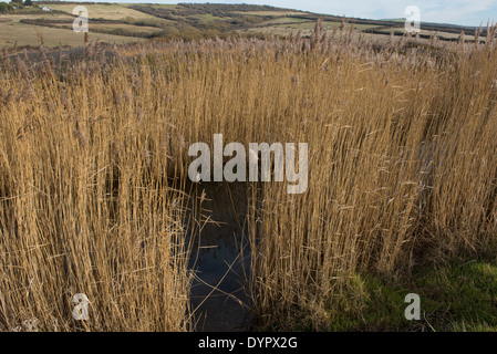 Gemeinsamen Schilf Phragmites Communis, Betten im Winter ein Refugium für Tiere Behing Chesil Beach in Dorset Stockfoto