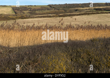 Gemeinsamen Schilf Phragmites Communis, Betten im Winter ein Refugium für Tiere Behing Chesil Beach in Dorset Stockfoto