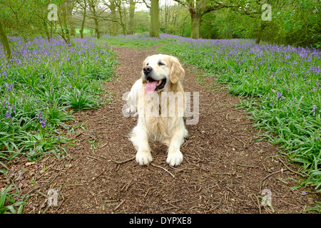 Golden Retriever in Glockenblumen. Stockfoto