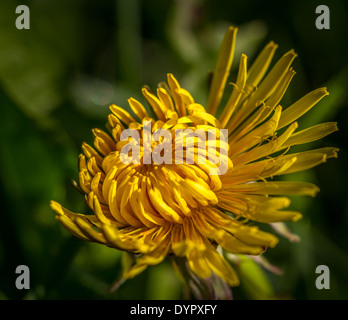 Löwenzahn, die Öffnung in der frühen Morgensonne Stockfoto