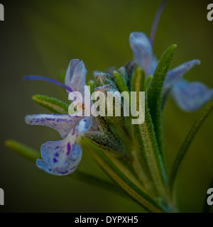 Rosmarin Blüte Nahaufnahme Stockfoto