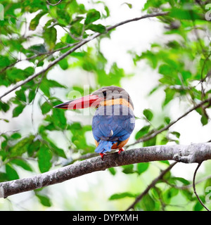 Wunderschöner Eisvogel Vogel Storch-billed Kingfisher (Halcyon Capensis), stehend auf einem Ast Stockfoto