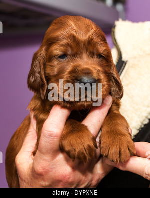 Drei Wochen alten Irish Red Setter Welpen Stockfoto