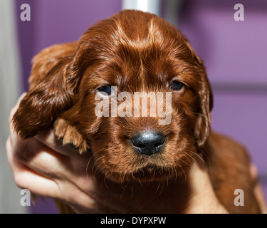 Drei Wochen alten Irish Red Setter Welpen Stockfoto