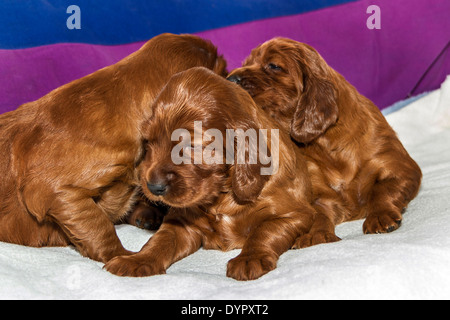 Drei Wochen alten Irish Red Setter Welpen Stockfoto