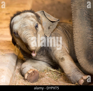 Asiatische Elefantenbaby in Twycross Zoo, Atherstone Warwickshire England UK Stockfoto