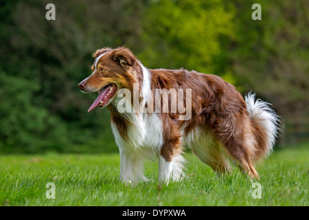 Border Collie (Canis Lupus Familiaris) keuchend in Garten Stockfoto