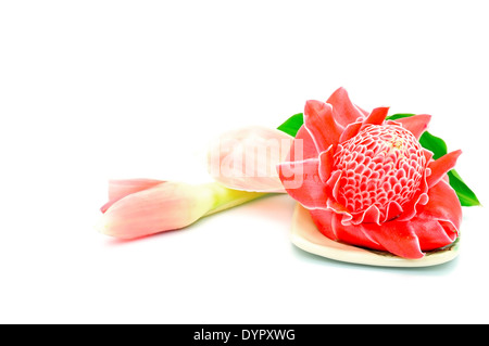 Tropische Blumen, rote Taschenlampe Ginger (Etlingera Elatior), isoliert auf weißem Hintergrund Stockfoto