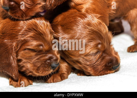 Drei Wochen alten Irish Red Setter Welpen Stockfoto