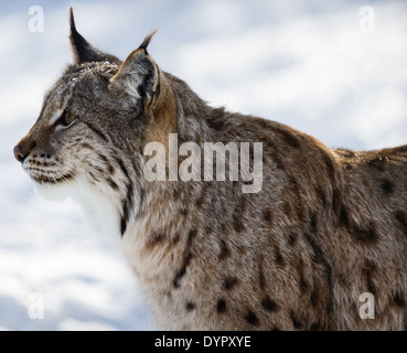 Ein Luchs In den verschneiten Verschwendungen von Nord-Norwegen Stockfoto