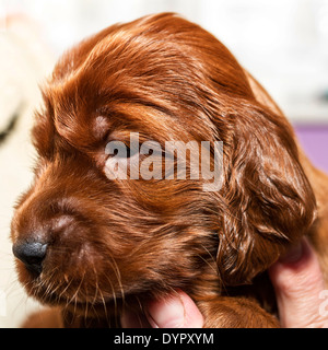 Drei Wochen alten Irish Red Setter Welpen Stockfoto