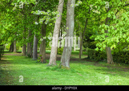 Rosskastanie (Aesculus Hippocastanum) Bäume von den Western Approaches Avenue in Whipsnade Baum Cathedral, Bedfordshire, England. Stockfoto