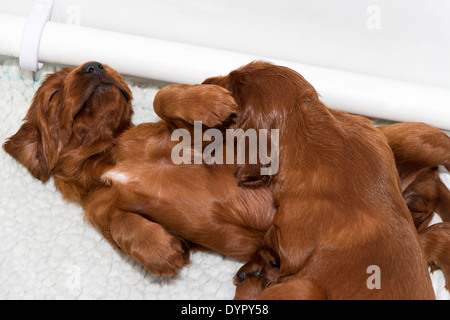 Drei Wochen alten Irish Red Setter Welpen Stockfoto