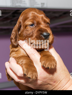 Drei Wochen alten Irish Red Setter Welpen Stockfoto