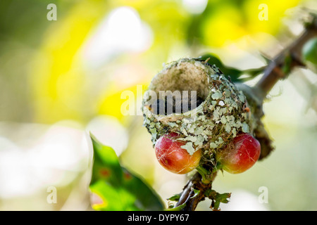 Kaffee-Picking-Saison in Costa Rica. Ein Nest Mirlo Pardo (Turdus Grayi). Stockfoto