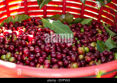 Kaffee-Picking-Saison in Costa Rica. Kaffee Körner. Stockfoto