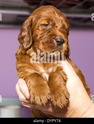 Drei Wochen alten Irish Red Setter Welpen Stockfoto