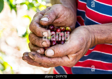 Kaffee-Picking-Saison in Costa Rica. Kaffee Körner. Stockfoto