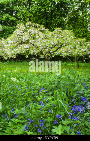 Glockenblumen und blühende Kirschbäume Bäume im Ostern Kapelle der Whipsnade Baum Kathedrale, Chilterns, Bedfordshire, England Stockfoto