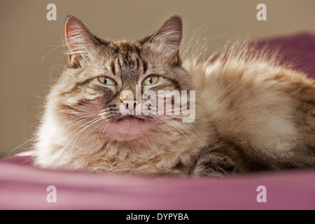 Persische Langhaar domestizierte Hauskatze zu Hause im Wohnzimmer Stockfoto