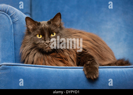 Persische Langhaar domestizierte Hauskatze ruht auf Sofa zu Hause im Wohnzimmer Stockfoto