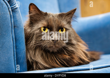 Persische Langhaar domestizierte Hauskatze ruht auf Sofa zu Hause im Wohnzimmer Stockfoto