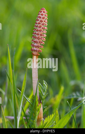 Fruchtbaren Triebe der Feld-Schachtelhalm / gemeinsame Schachtelhalme (Equisetum Arvense) Stockfoto