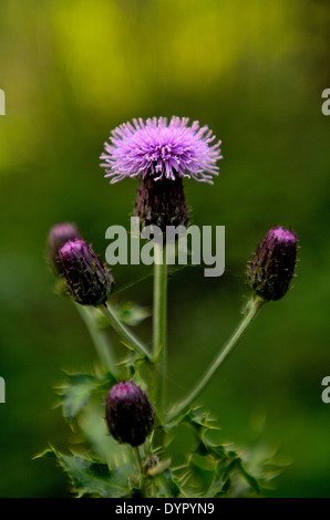 Eine wilde kanadische Distel in voller Blüte Stockfoto