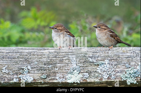 Paar der weiblichen Haussperlinge - Passer Domesticus Perched auf einem Zaunpfahl, Frühling, Uk. Stockfoto