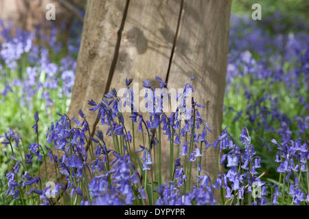 Middleton, Staffordshire, UK. 24. April 2014. Glockenblumen gegen einen Baumstamm in der gefleckten Sonne. Bildnachweis: Chris Gibson/Alamy Live-Nachrichten Stockfoto