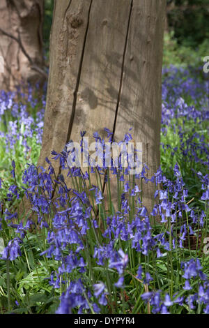 Middleton, Staffordshire, UK. 24. April 2014. Glockenblumen gegen einen Baumstamm in der gefleckten Sonne. Bildnachweis: Chris Gibson/Alamy Live-Nachrichten Stockfoto