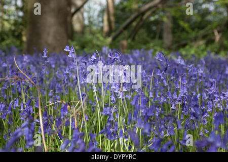 Middleton, Staffordshire, UK. 24. April 2014. Glockenblumen Teppich dem Waldboden. Wirklich ein spektakulärer Anblick. Bildnachweis: Chris Gibson/Alamy Live-Nachrichten Stockfoto