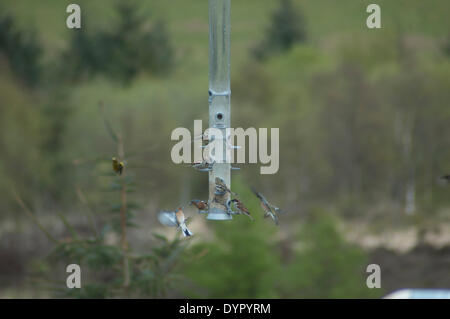 Vögel füttern auf Bwlch Nant Yr Arian, Ponterwyd, in der Nähe von Aberystwyth. Stockfoto