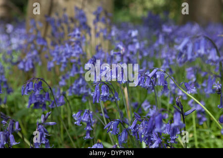 Middleton, Staffordshire, UK. 24. April 2014. Glockenblumen Teppich dem Waldboden. Wirklich ein spektakulärer Anblick. Bildnachweis: Chris Gibson/Alamy Live-Nachrichten Stockfoto