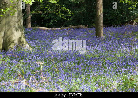 Middleton, Staffordshire, UK. 24. April 2014. Glockenblumen Teppich dem Waldboden. Wirklich ein spektakulärer Anblick. Bildnachweis: Chris Gibson/Alamy Live-Nachrichten Stockfoto