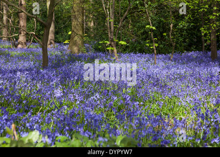 Middleton, Staffordshire, UK. 24. April 2014. Glockenblumen Teppich dem Waldboden. Wirklich ein spektakulärer Anblick. Bildnachweis: Chris Gibson/Alamy Live-Nachrichten Stockfoto