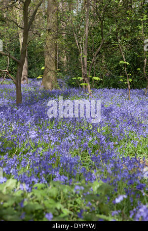 Middleton, Staffordshire, UK. 24. April 2014. Glockenblumen Teppich dem Waldboden. Wirklich ein spektakulärer Anblick. Bildnachweis: Chris Gibson/Alamy Live-Nachrichten Stockfoto