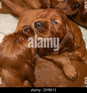 Drei Wochen alten Irish Red Setter Welpen Stockfoto