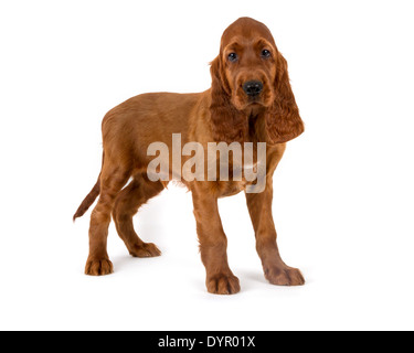 Zwei Monate alten Irish Red Setter Hund Stockfoto