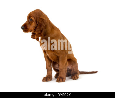 Zwei Monate alten Irish Red Setter Hund Stockfoto