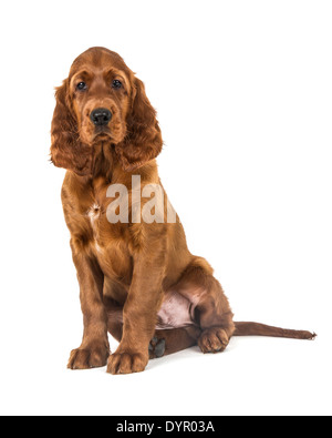 Zwei Monate alten Irish Red Setter Hund Stockfoto