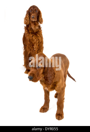 Zwei Monate alten Irish Red Setter Welpen mit Erwachsenen Hund Stockfoto