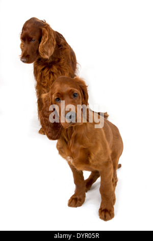 Zwei Monate alten Irish Red Setter Welpen mit Erwachsenen Hund Stockfoto