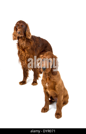 Zwei Monate alten Irish Red Setter Welpen mit Erwachsenen Hund Stockfoto